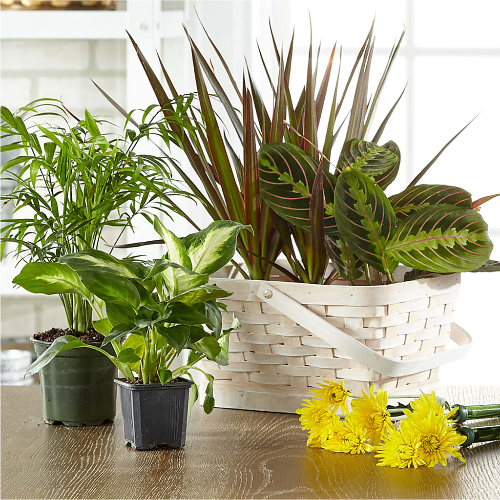 Florist Designed Blooming and Green Plants in a Basket – KAREN'S FLOWER KOTTAGE, Hayward CA
