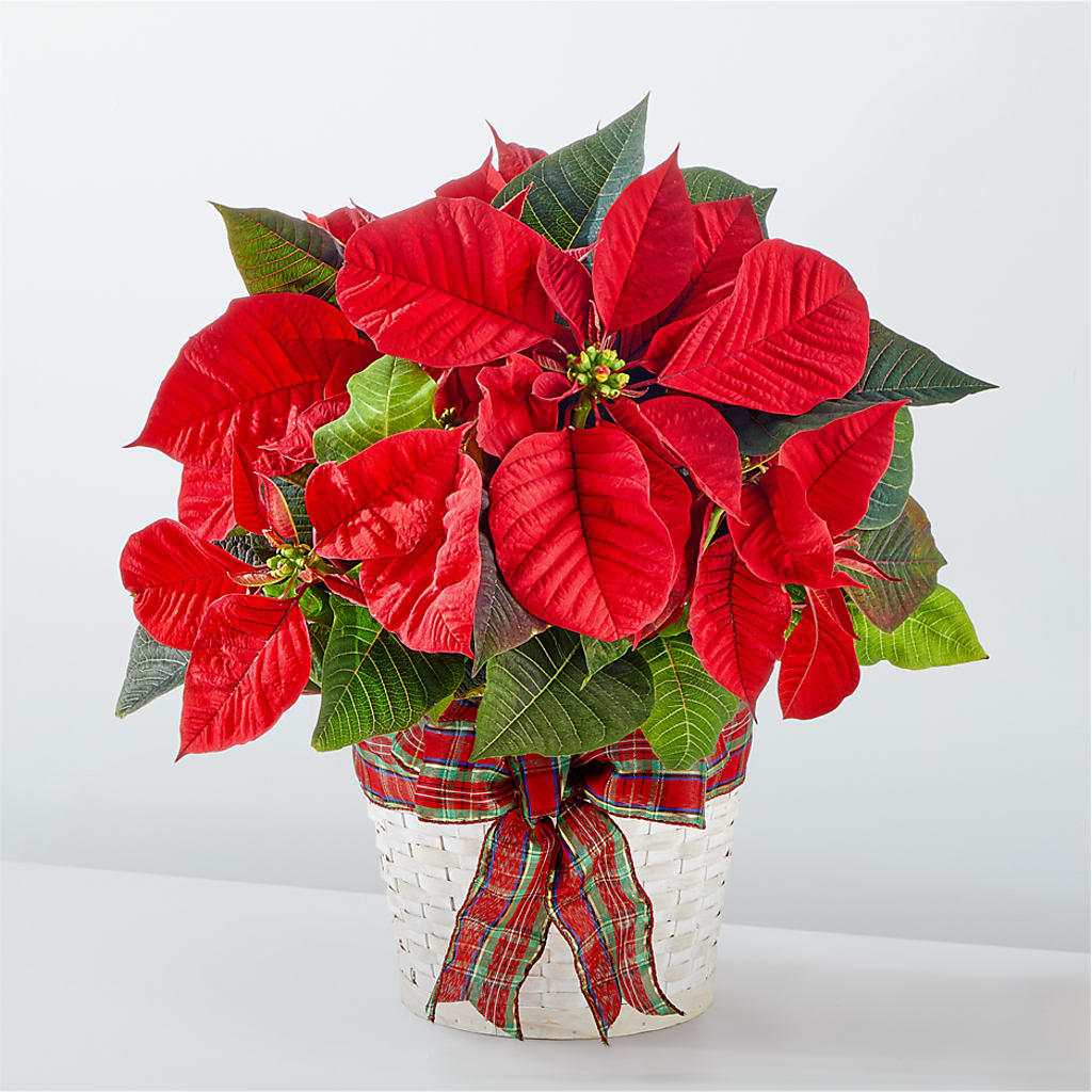 Happiest Holidays Poinsettia – KAREN'S FLOWER KOTTAGE, Hayward CA
