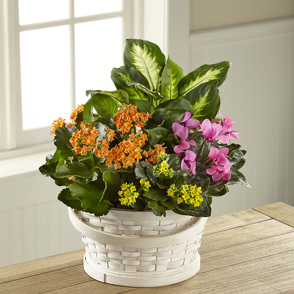 Color Crush Dishgarden – KAREN'S FLOWER KOTTAGE, Hayward CA