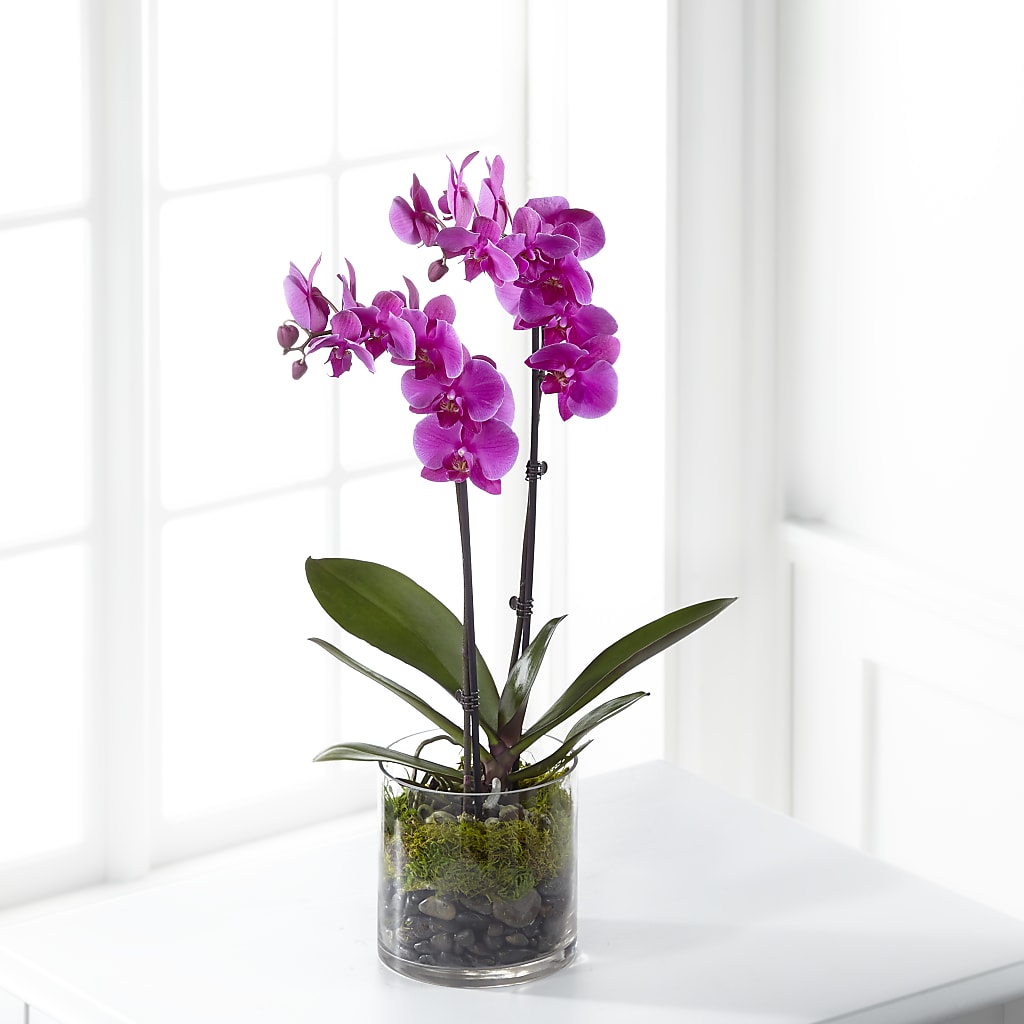 Pink Orchid Plant – KAREN'S FLOWER KOTTAGE, Hayward CA