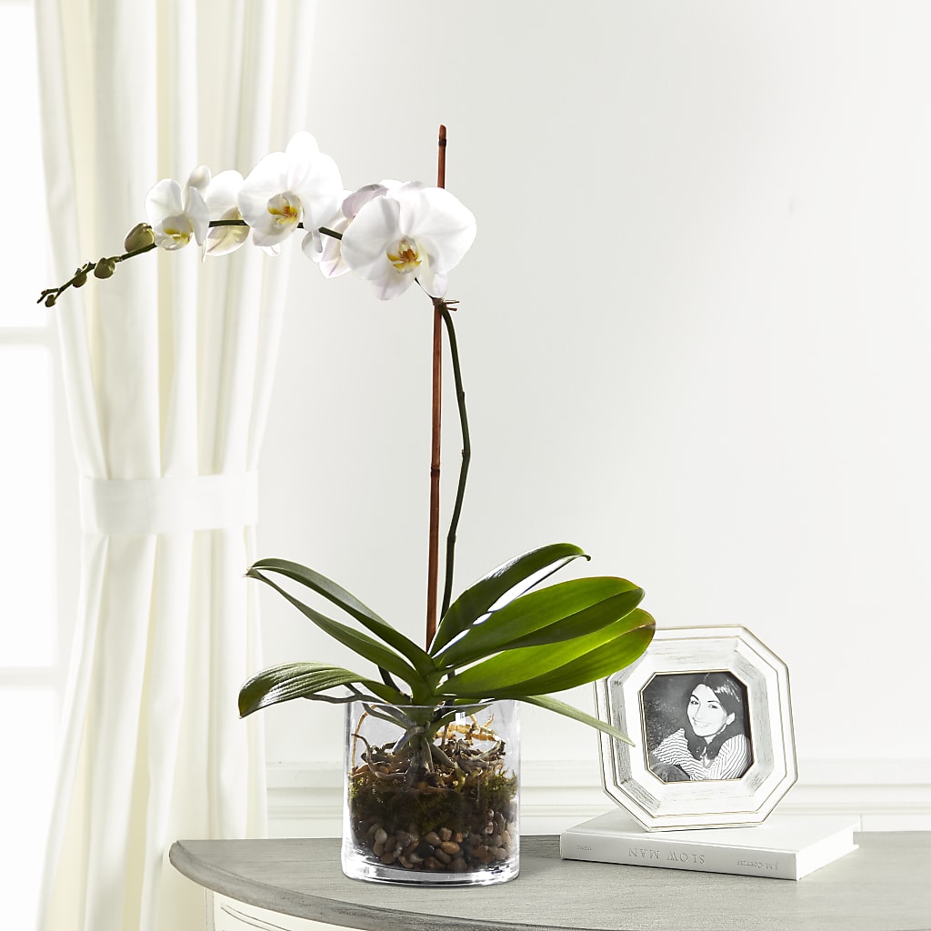 White Orchid Planter – KAREN'S FLOWER KOTTAGE, Hayward CA