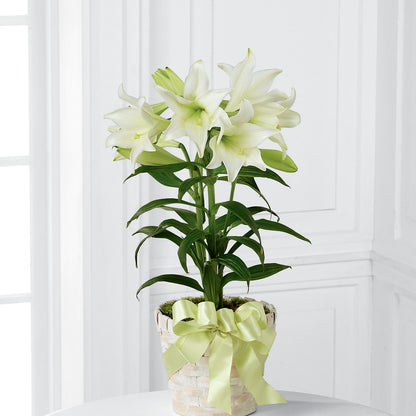 Easter Lily Plant – KAREN'S FLOWER KOTTAGE, Hayward CA
