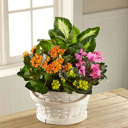 Color Crush Dishgarden – KAREN'S FLOWER KOTTAGE, Hayward CA