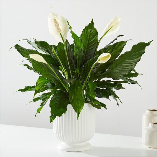 Comfort Planter – KAREN'S FLOWER KOTTAGE, Hayward CA