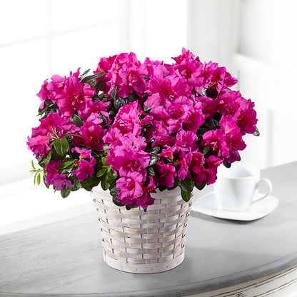 Hope & Serenity Azalea Plant – KAREN'S FLOWER KOTTAGE, Hayward CA