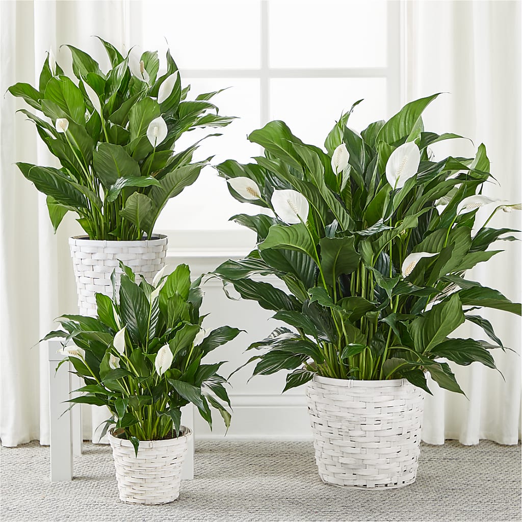 A New Leaf Peace Lily – KAREN'S FLOWER KOTTAGE, Hayward CA