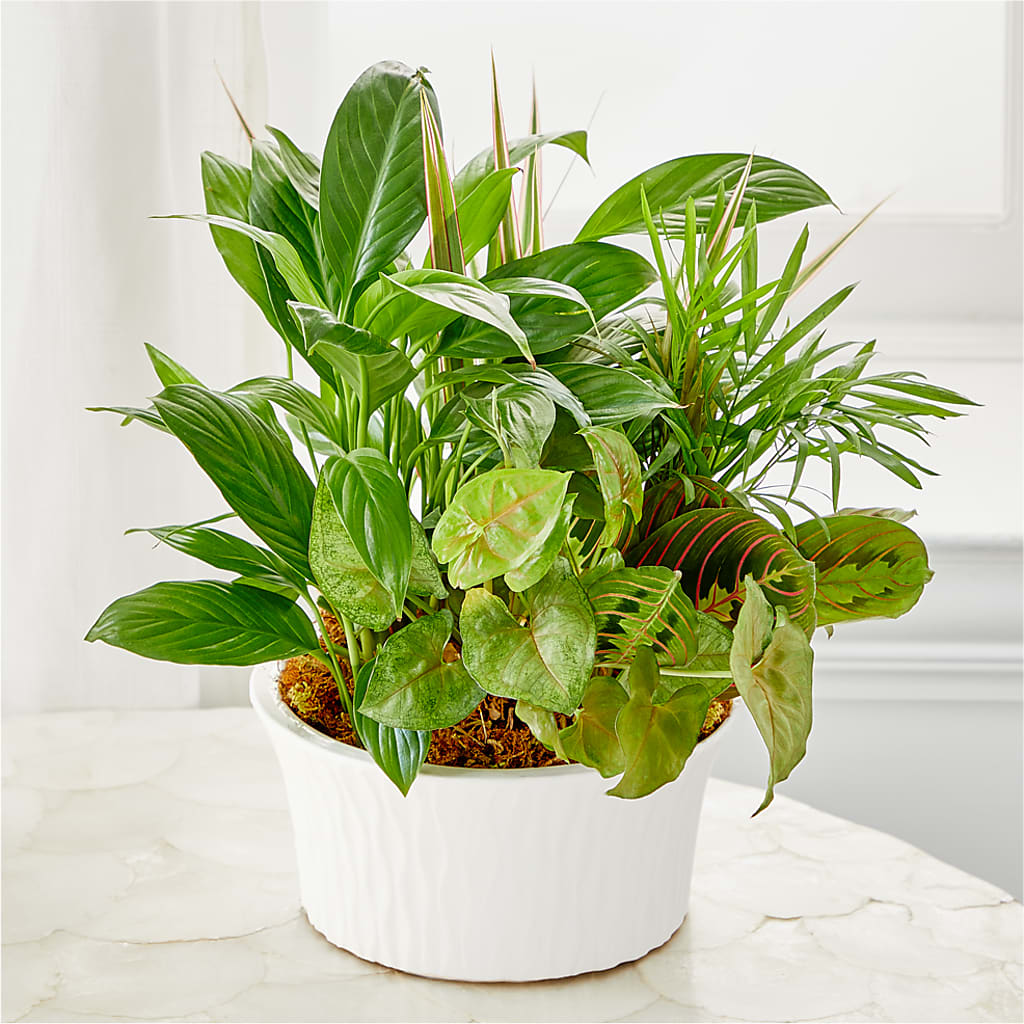 Balance & Harmony Dishgarden – KAREN'S FLOWER KOTTAGE, Hayward CA