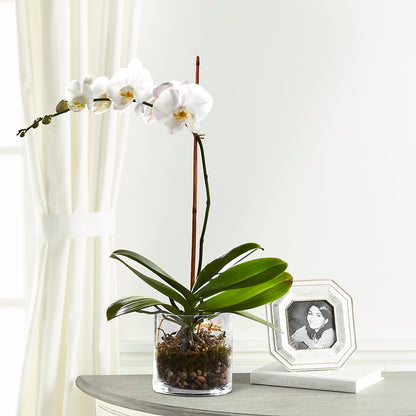 White Orchid Planter – KAREN'S FLOWER KOTTAGE, Hayward CA